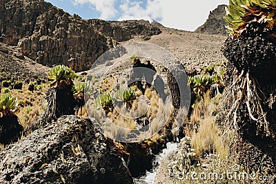 Mount Kenya vegetation Stock Photo